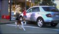 dr dolittle 3-avi_021.jpg